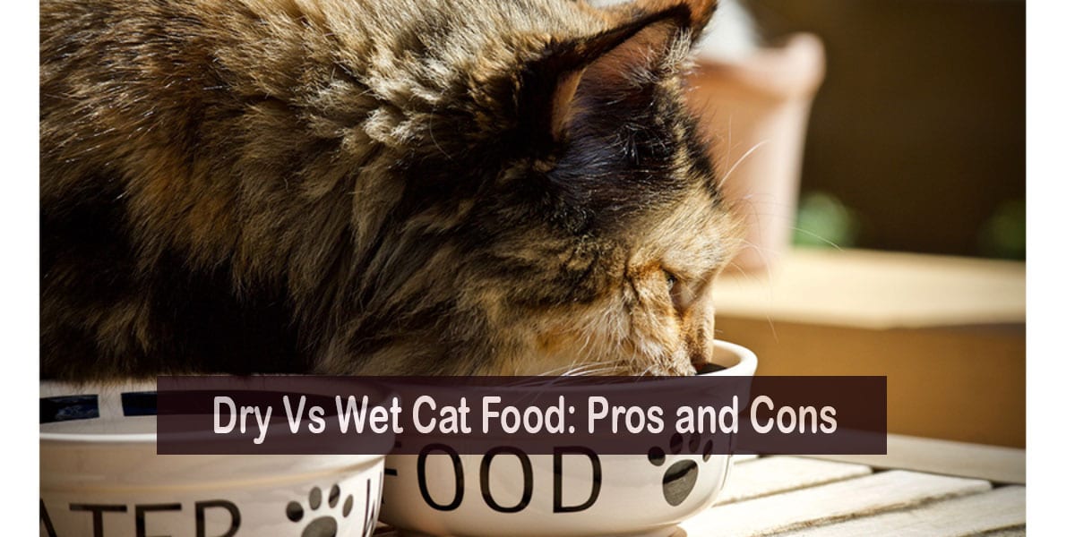 Dry Vs Wet Cat Food Pros And Cons Get Review Today